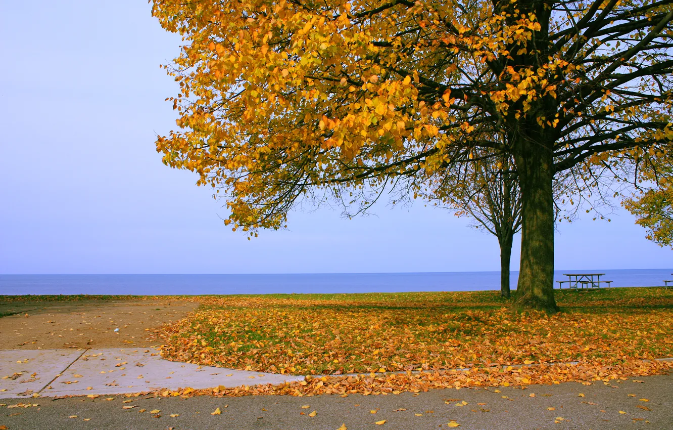 Photo wallpaper sea, leaves, tree, Autumn, horizon, falling leaves, nature, yellow