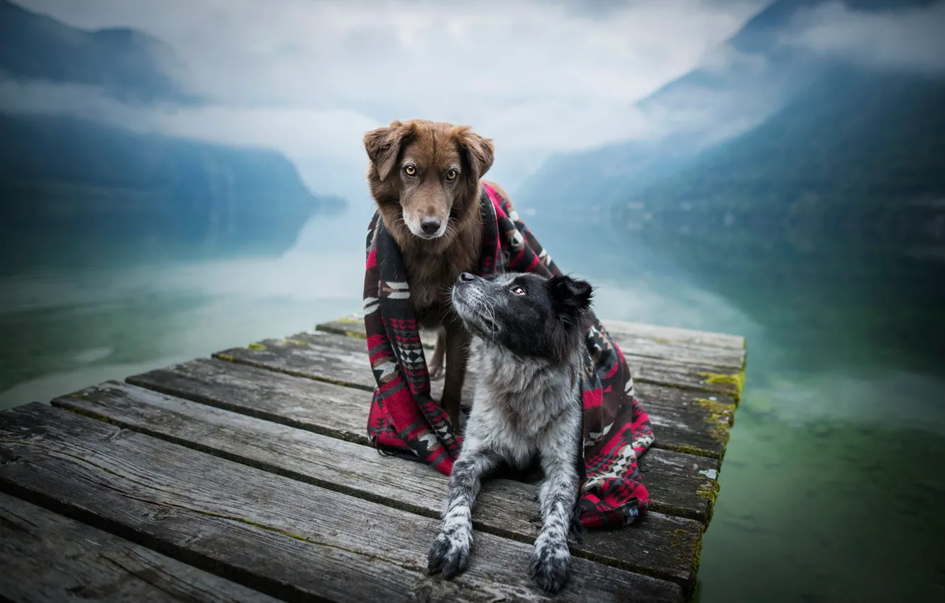 Photo wallpaper autumn, dogs, landscape, mountains, nature, pose, fog, comfort