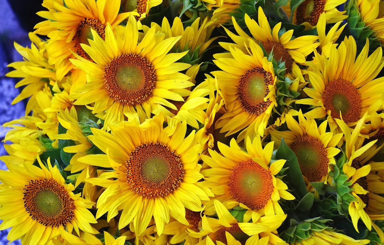 Photo wallpaper sunflowers, yellow, petals