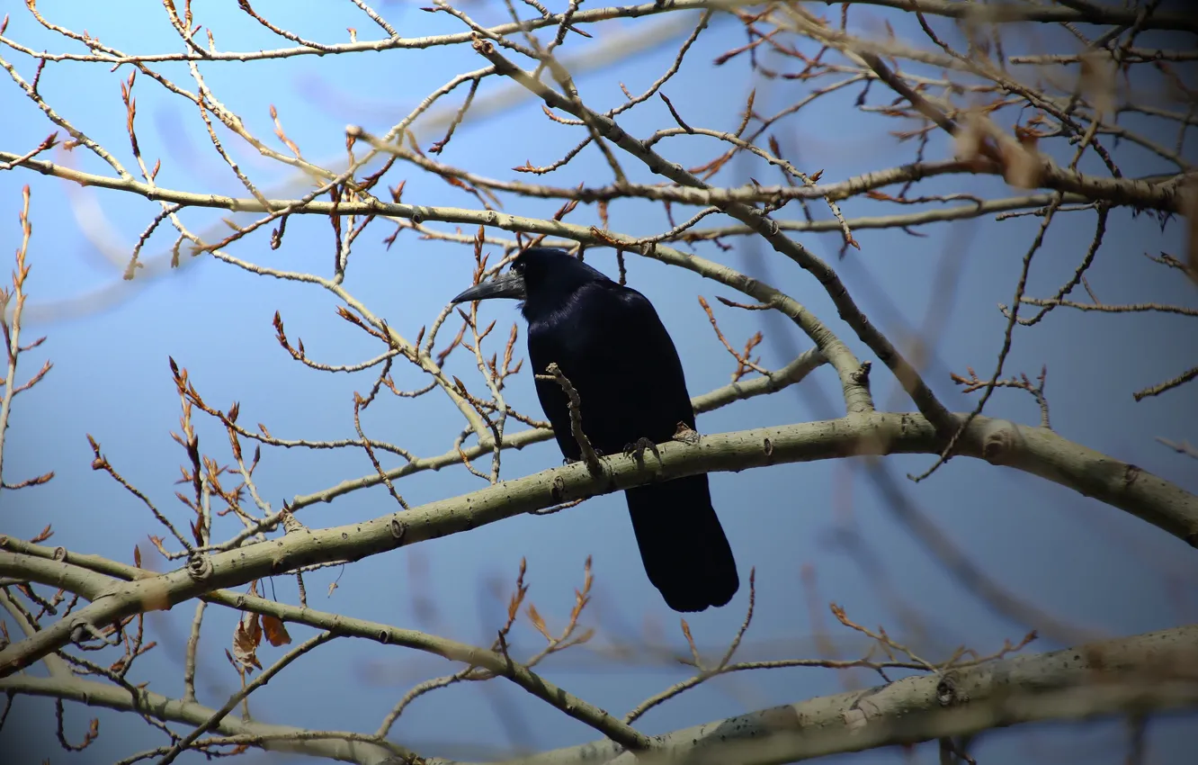 Photo wallpaper bird, Raven, tree