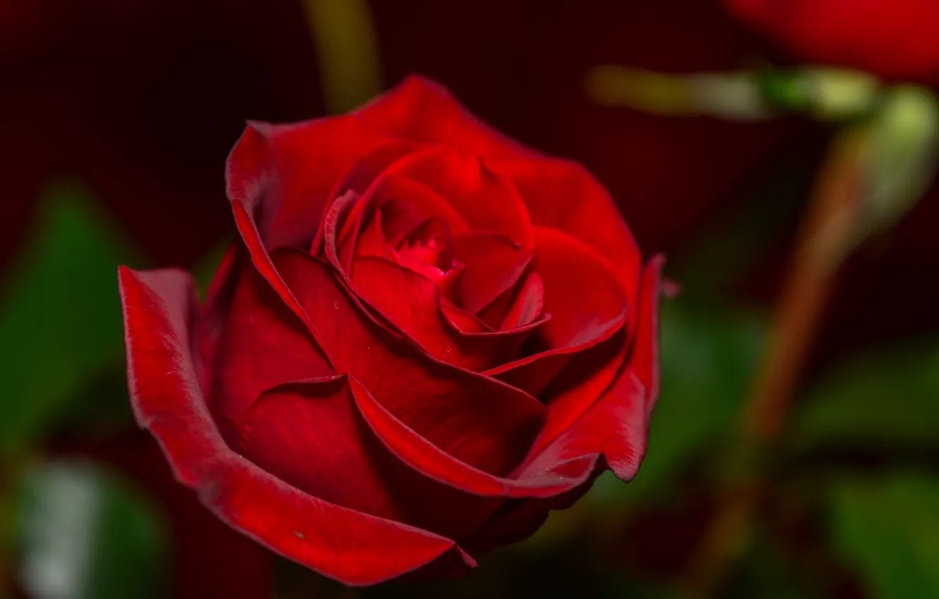 Photo wallpaper macro, red, roses, velvet