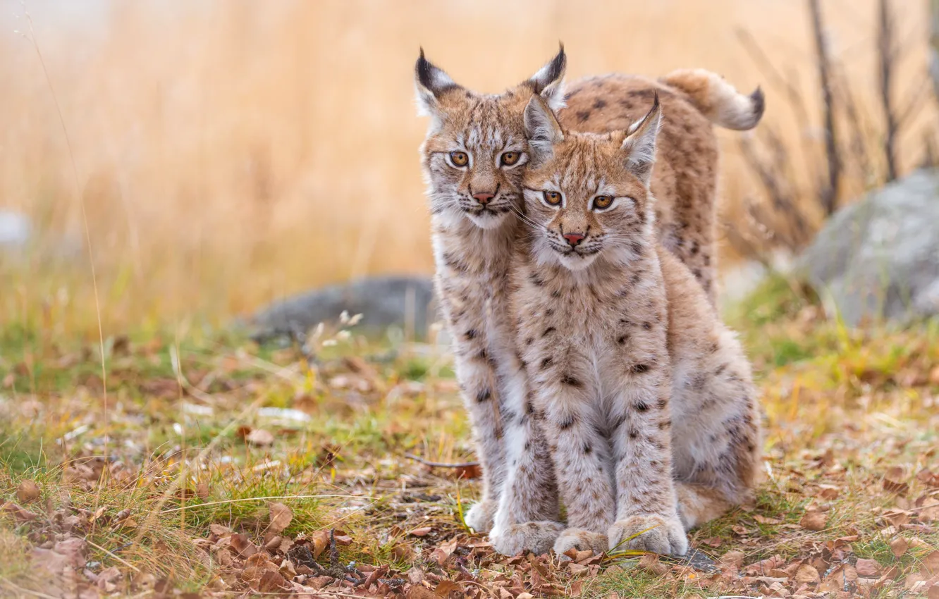 Photo wallpaper autumn, forest, cat, grass, leaves, branches, nature, stones