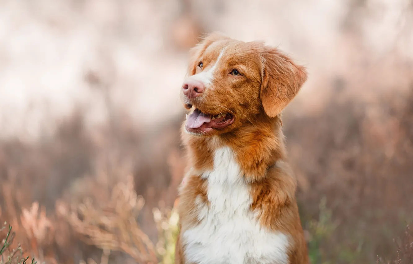 Photo wallpaper language, look, nature, portrait, dog, bokeh, Retriever