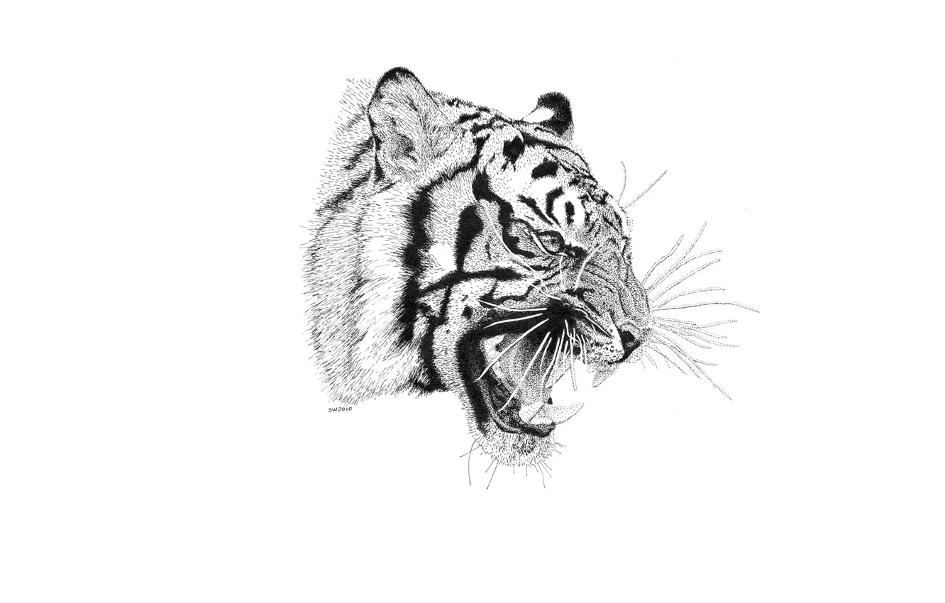 Photo wallpaper tiger, predator, mouth, fangs