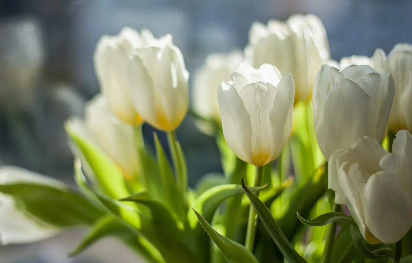Photo wallpaper light, flowers, bouquet, blur, spring, tulips, white, bokeh