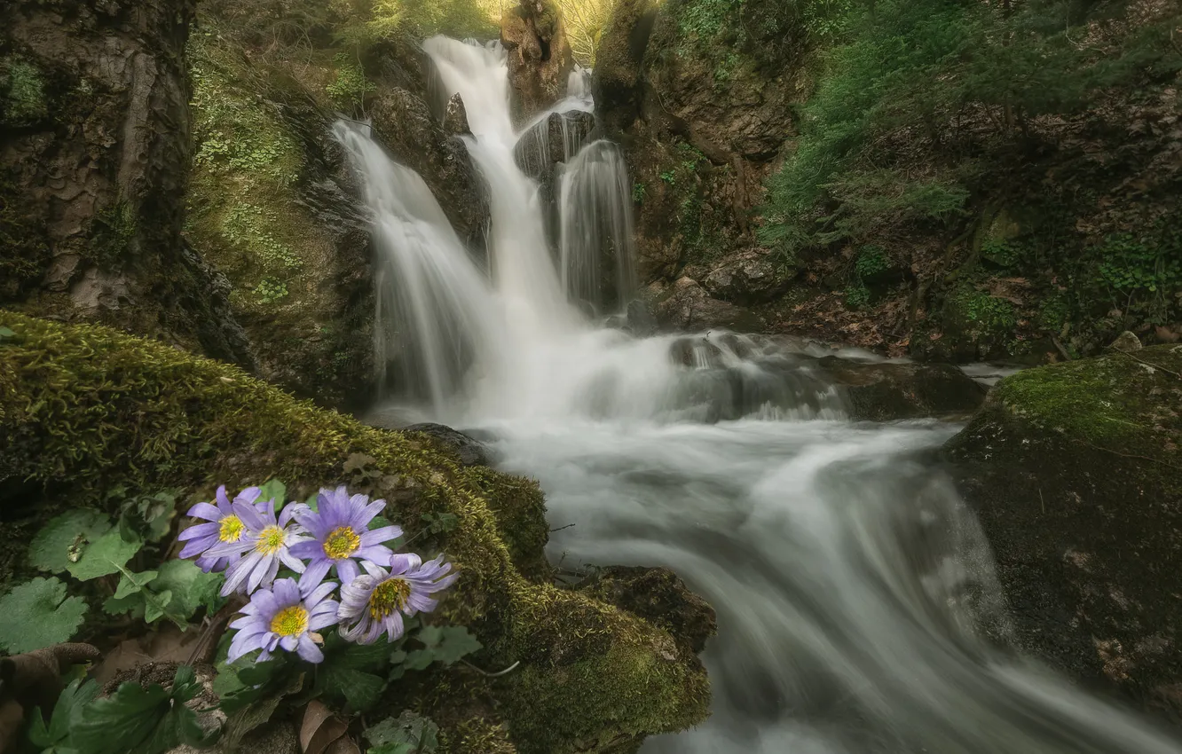 Photo wallpaper forest, flowers, nature, stones, rocks, shore, for, foliage