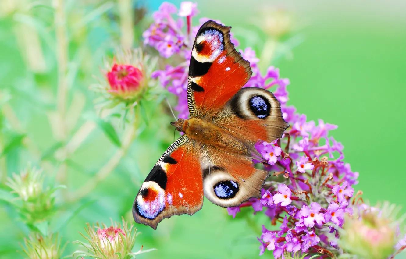 Photo wallpaper flowers, butterfly, paint, plant, wings, color, brightness