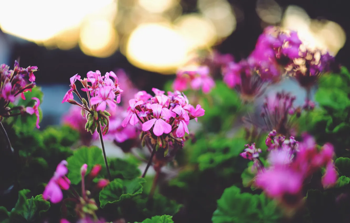 Photo wallpaper leaves, flowers, petals