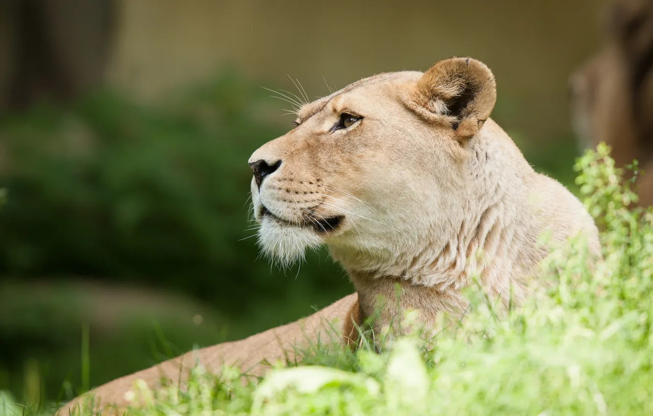 Photo wallpaper cat, grass, face, profile, lioness