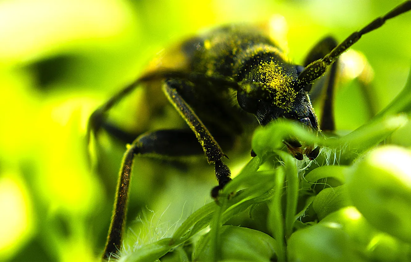 Photo wallpaper macro, insects, nature