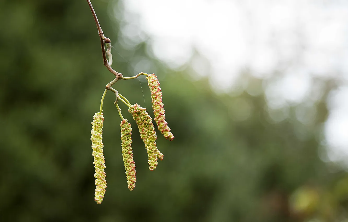 Photo wallpaper glare, background, branch, spring, seeds, earrings
