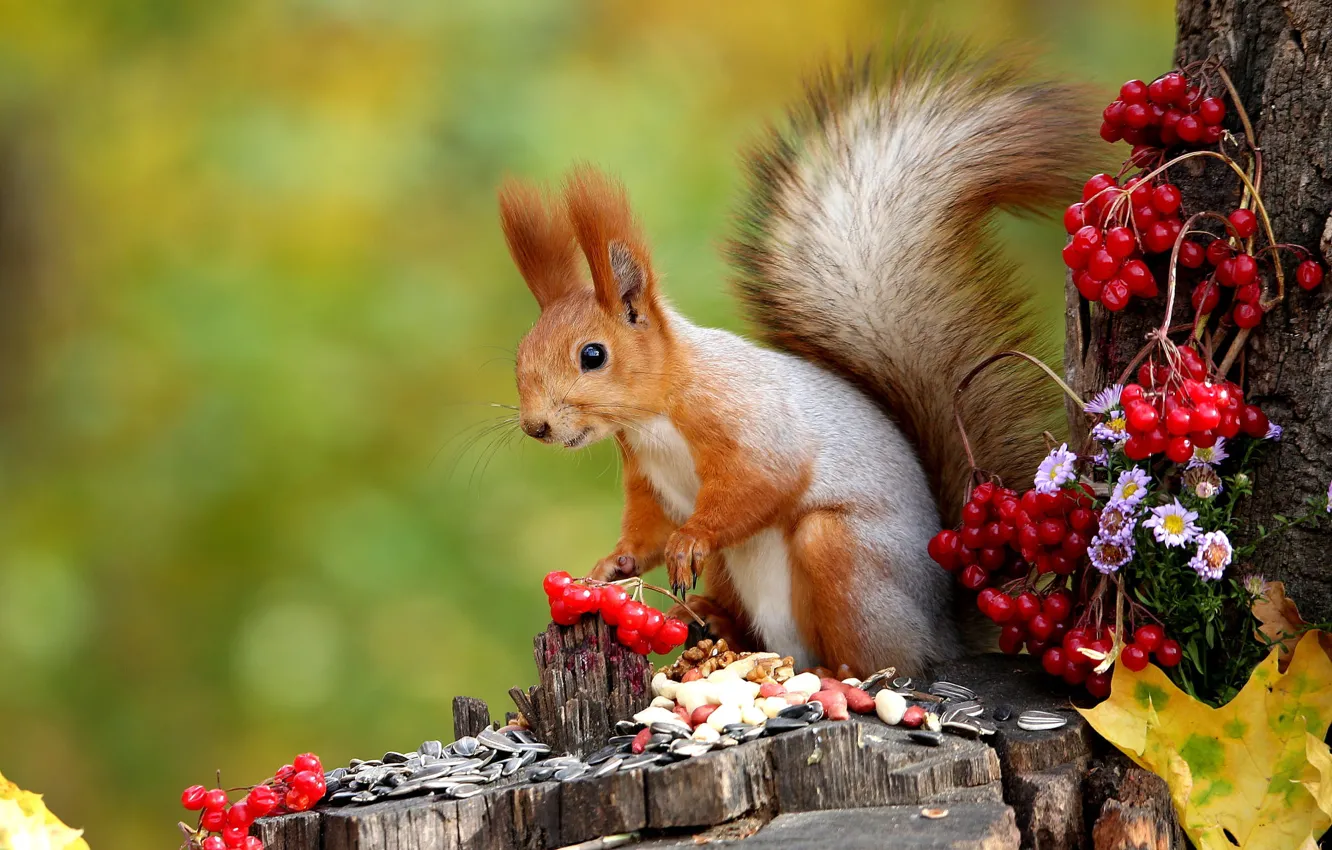 Photo wallpaper autumn, flowers, nature, pose, berries, leaf, stump, protein