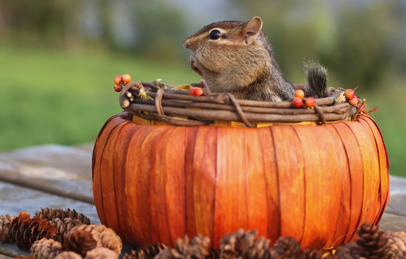 Photo wallpaper Chipmunk, bumps, rodent