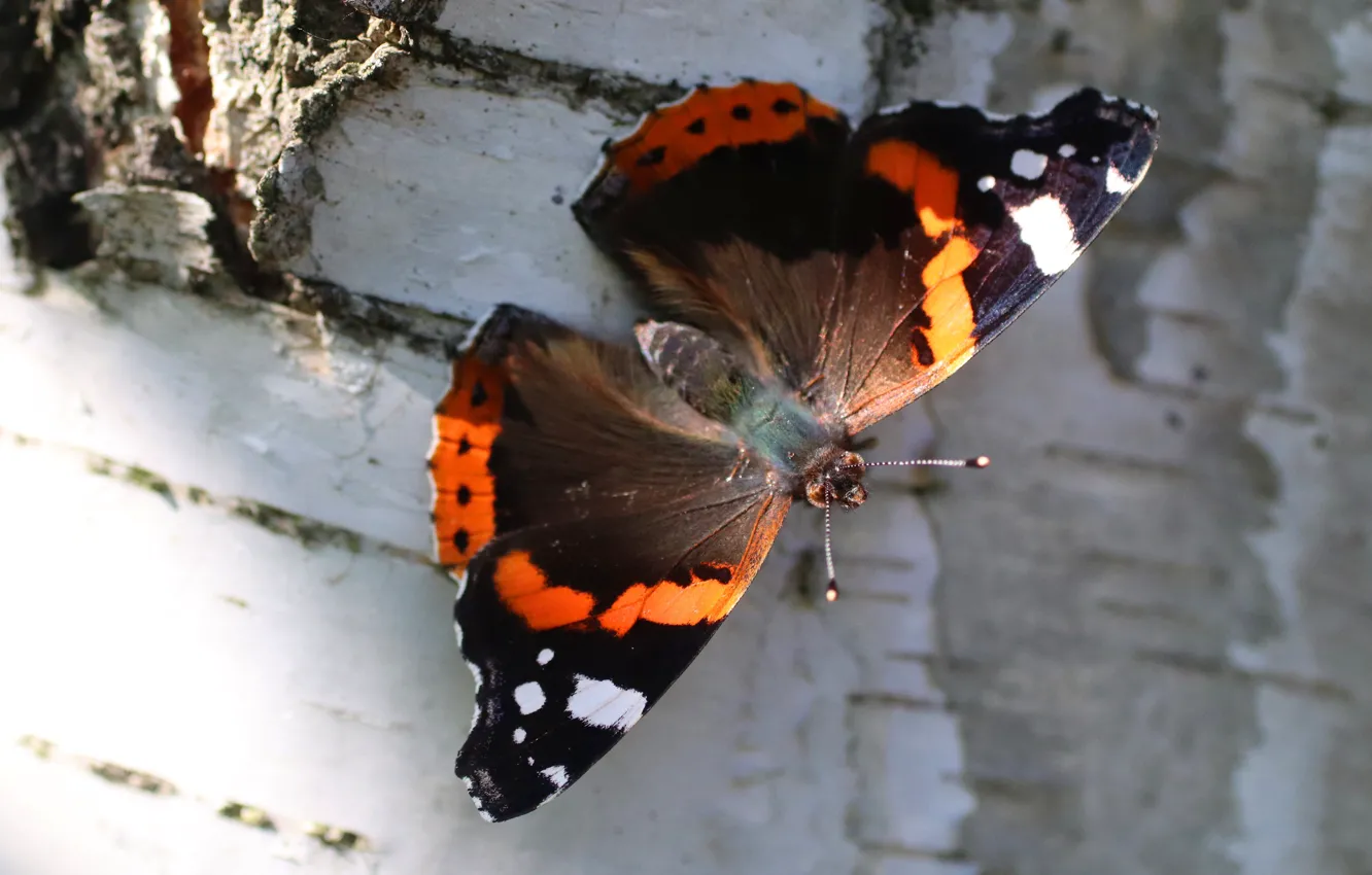 Photo wallpaper macro, trees, butterfly, trunk, bark, birch
