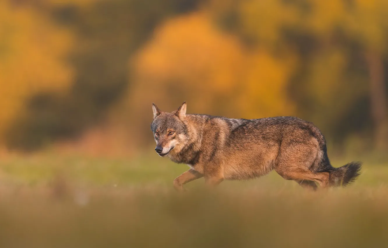 Photo wallpaper Predator, nature, animal, wolf, wildlife, portrait, iberian wolf, portrait.