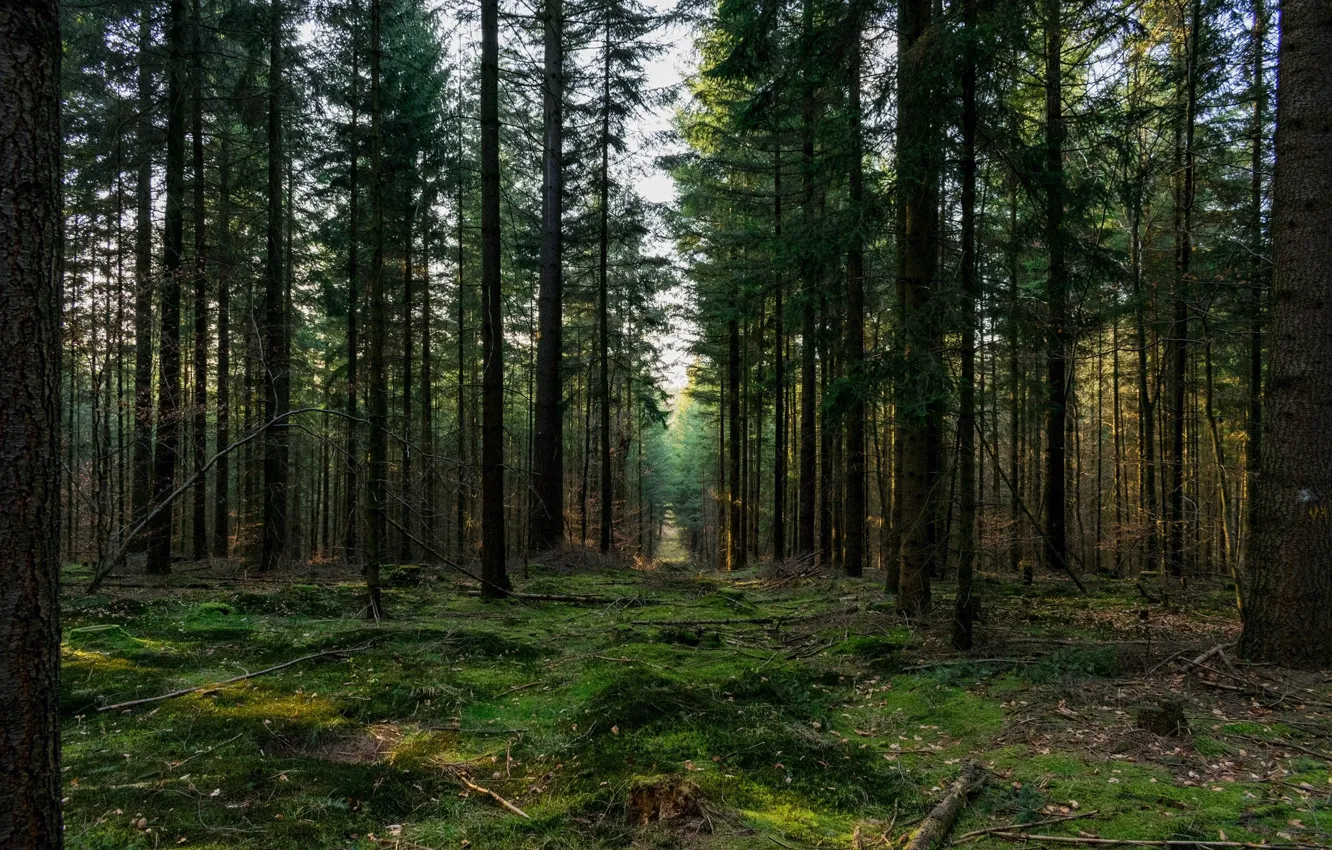 Photo wallpaper forest, trees, trunks