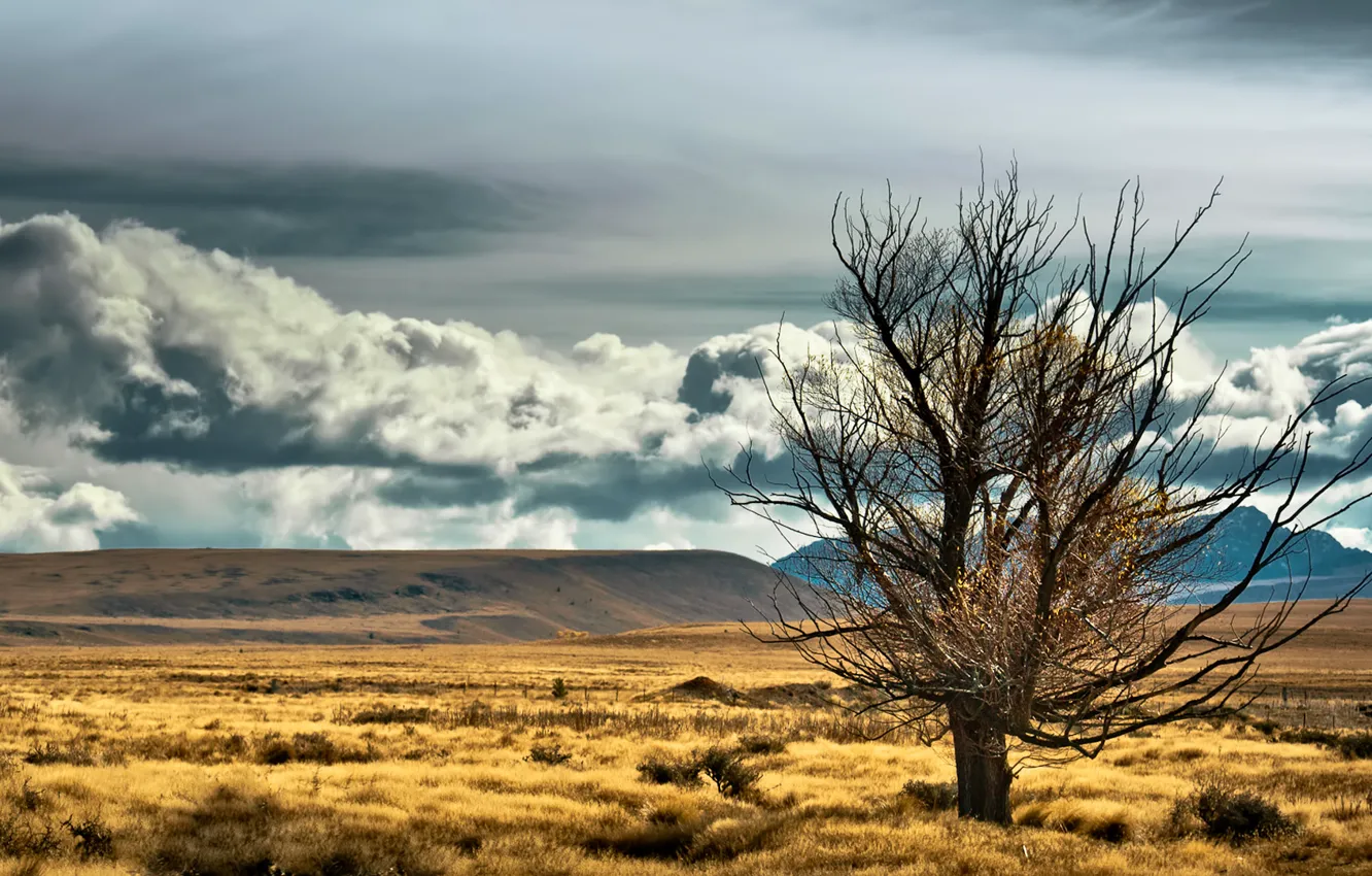 Photo wallpaper the sky, clouds, trees, mountains, the steppe, New Zealand, New Zealand