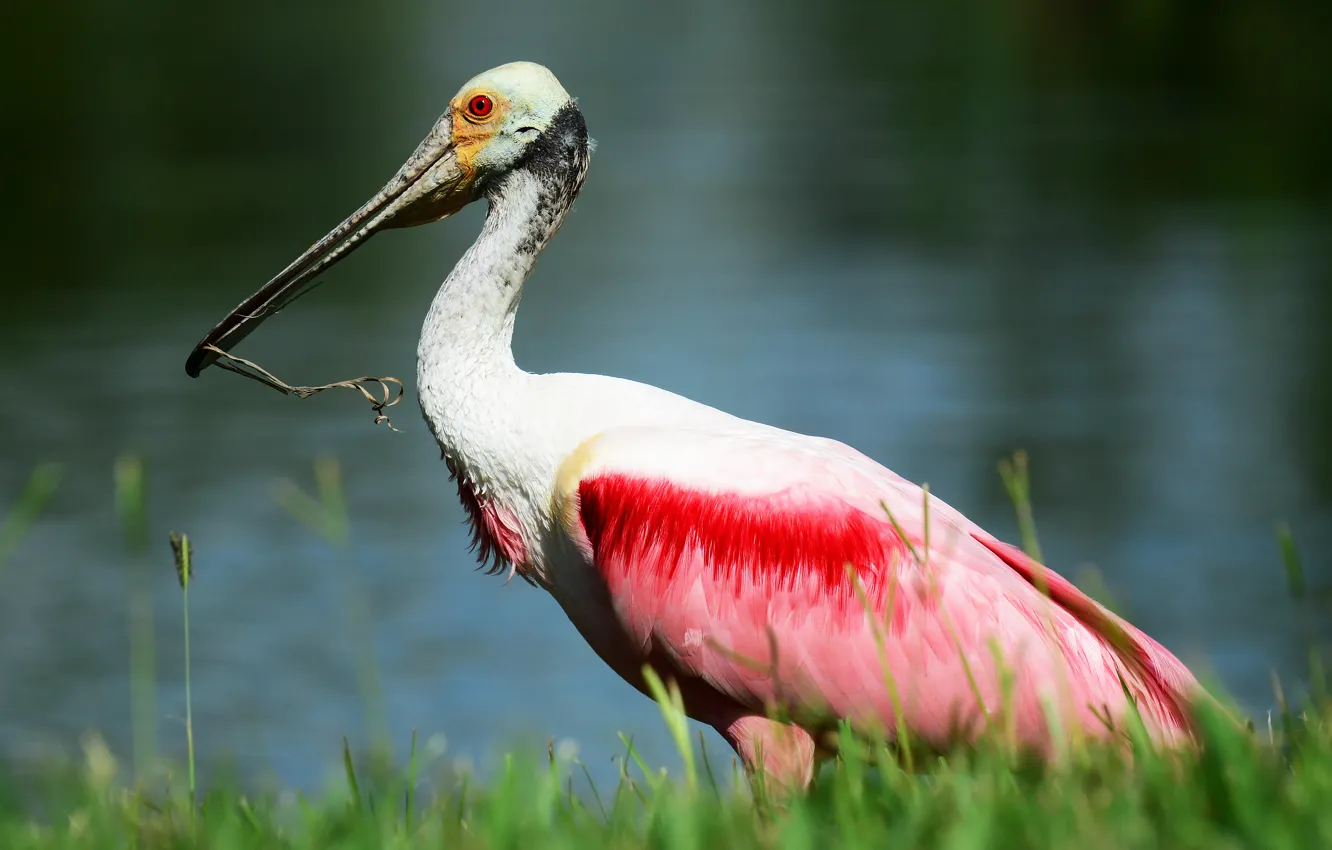 Photo wallpaper grass, bird, pond, roseate spoonbill, Wallpaper from lolita777