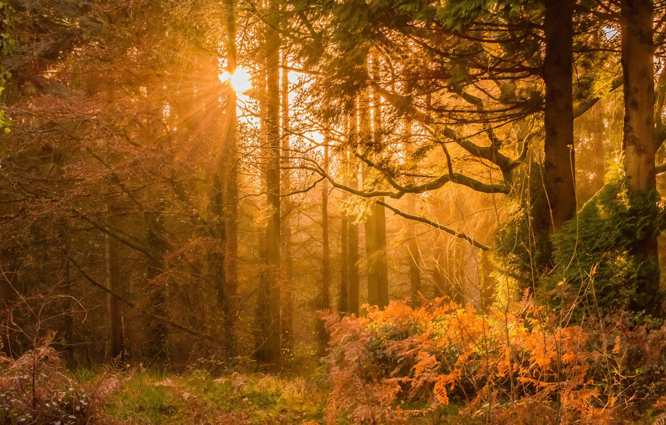 Photo wallpaper thickets, the sun, trees, branches, autumn, forest