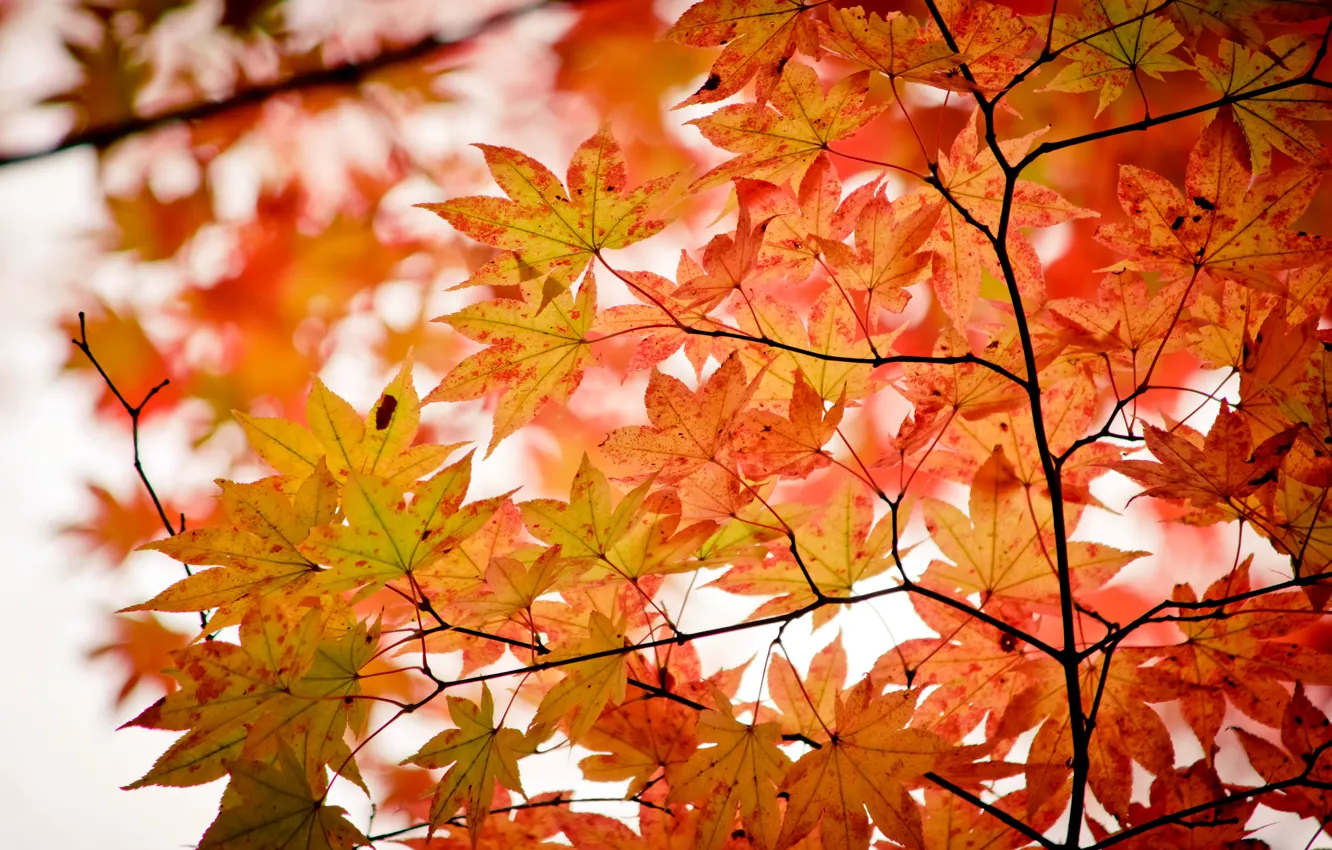 Photo wallpaper autumn, leaves, tree, colorful, maple, autumn, leaves, maple