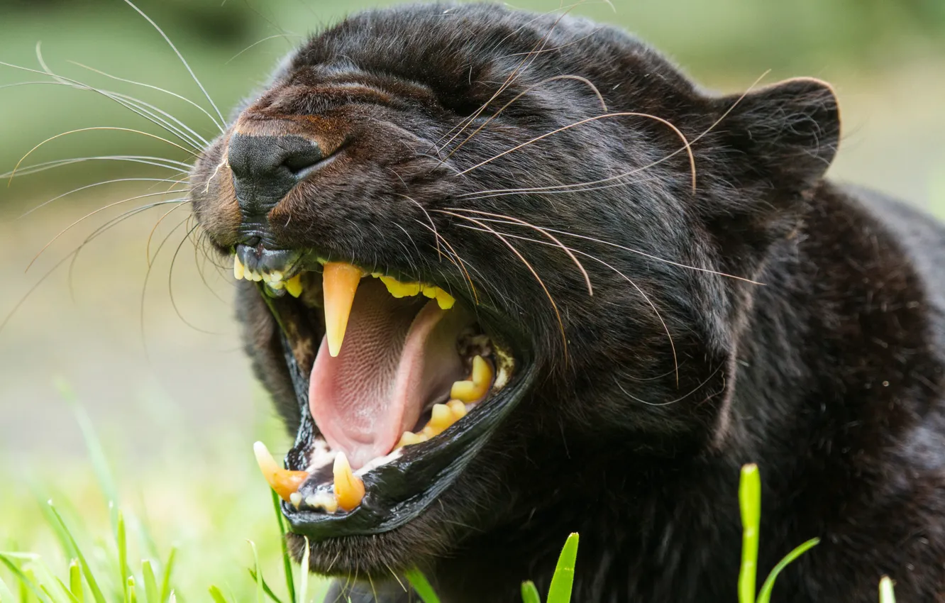 Photo wallpaper cat, face, Panther, leopard, fangs