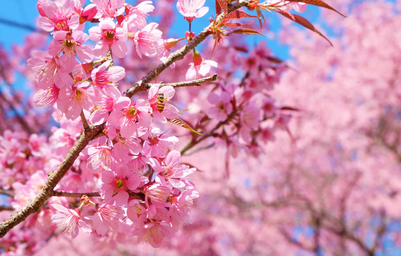 Photo wallpaper tree, Nature, spring, Sakura, flowering