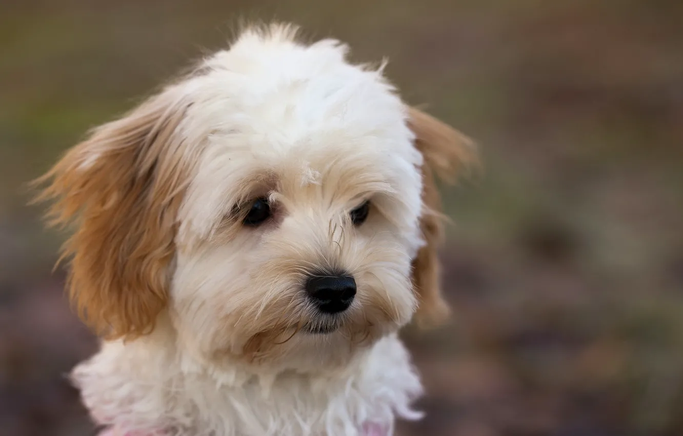 Photo wallpaper look, background, dog