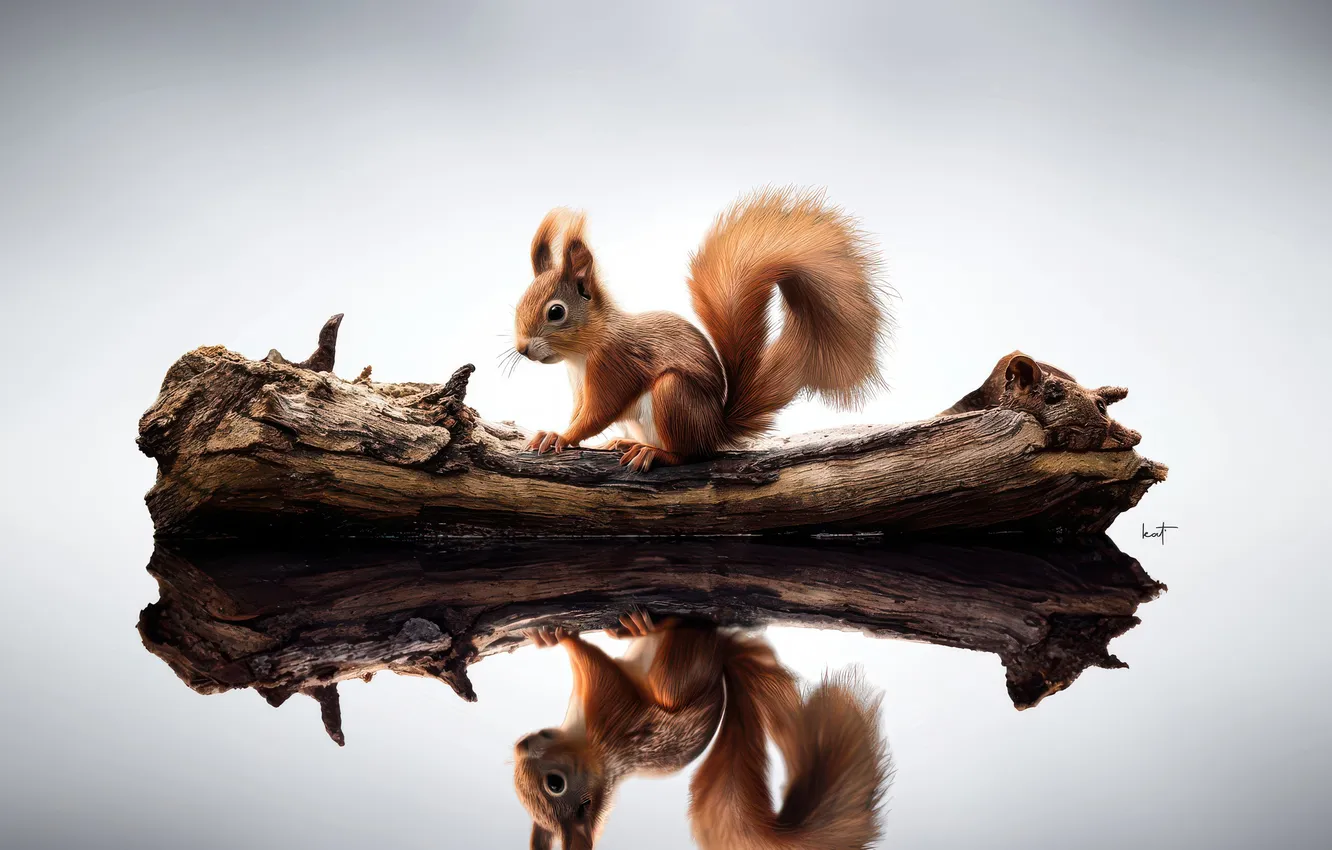Photo wallpaper reflection, protein, animal, squirrel, a piece of wood