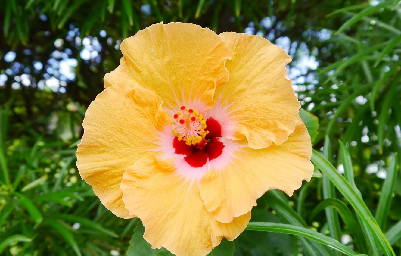 Photo wallpaper grass, flowers, yellow, hibiscus