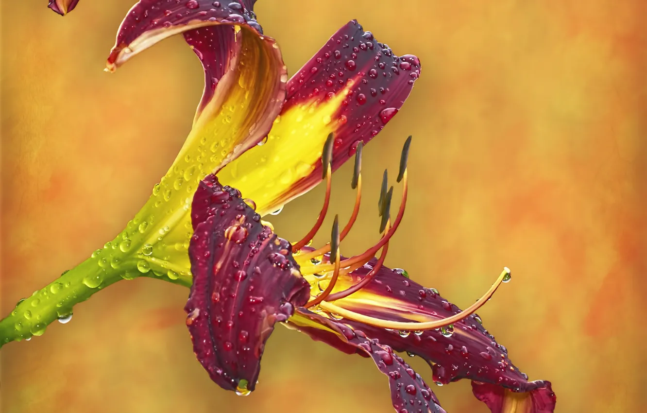 Photo wallpaper flowers, Burgundy, daylilies