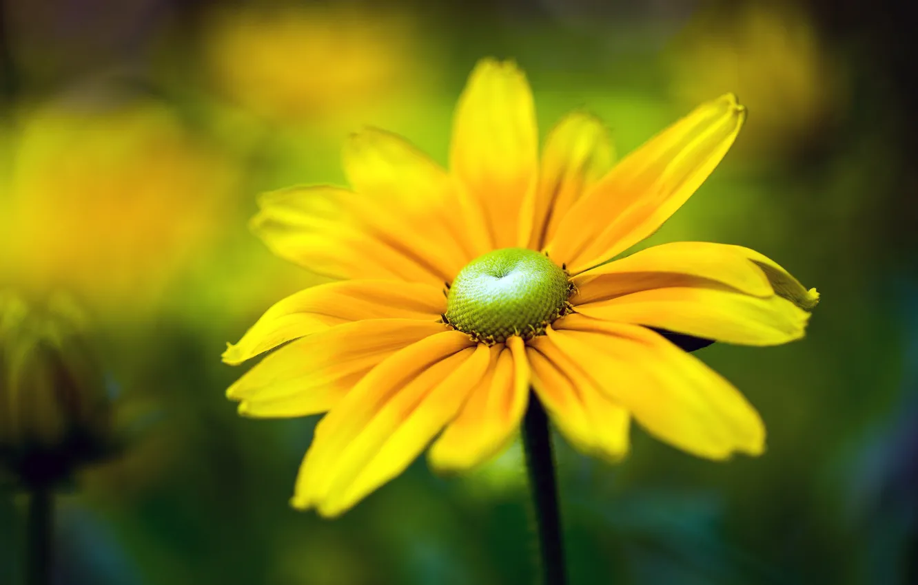Photo wallpaper flowers, yellow, bokeh