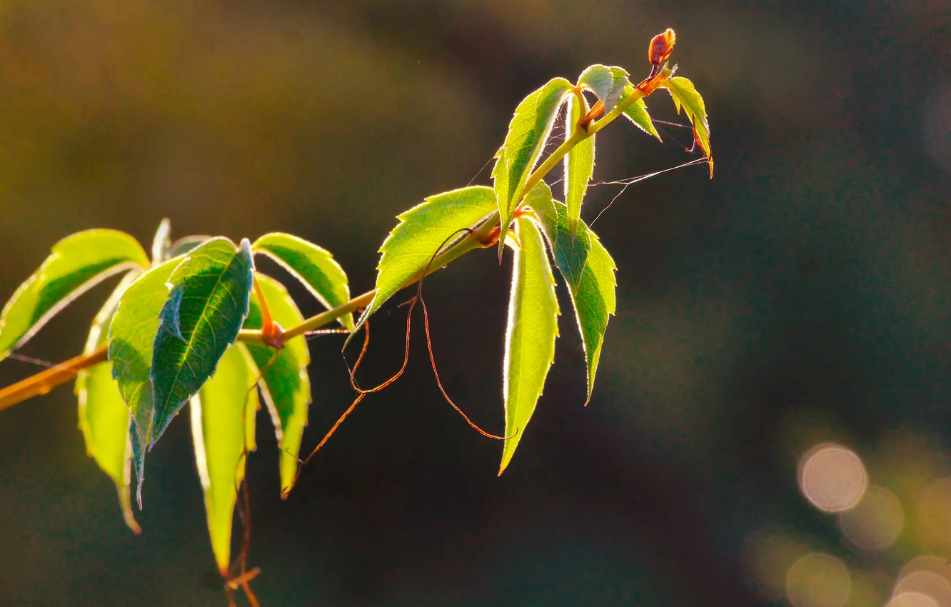 Photo wallpaper leaf, plant, twig