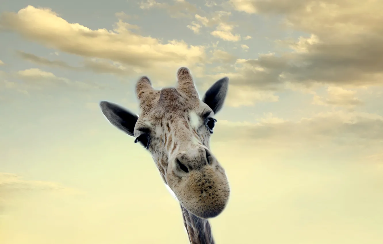 Photo wallpaper the sky, background, giraffe
