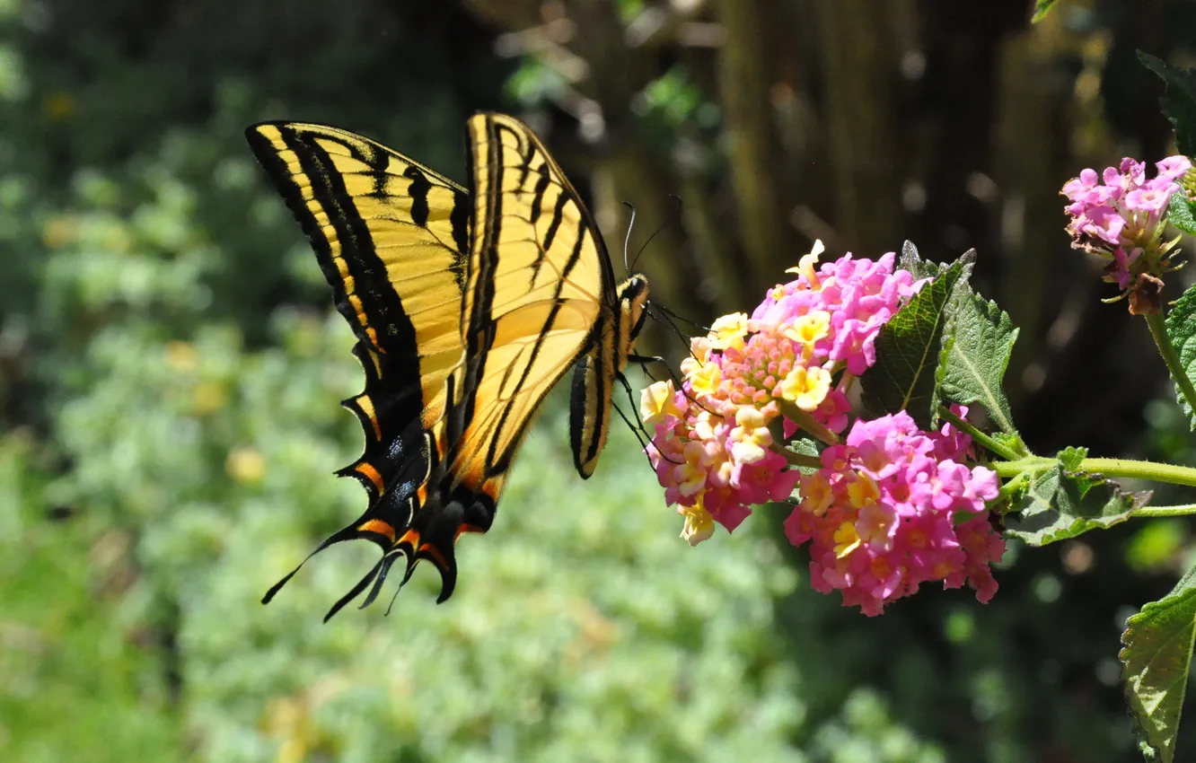 Photo wallpaper flowers, butterfly, moth