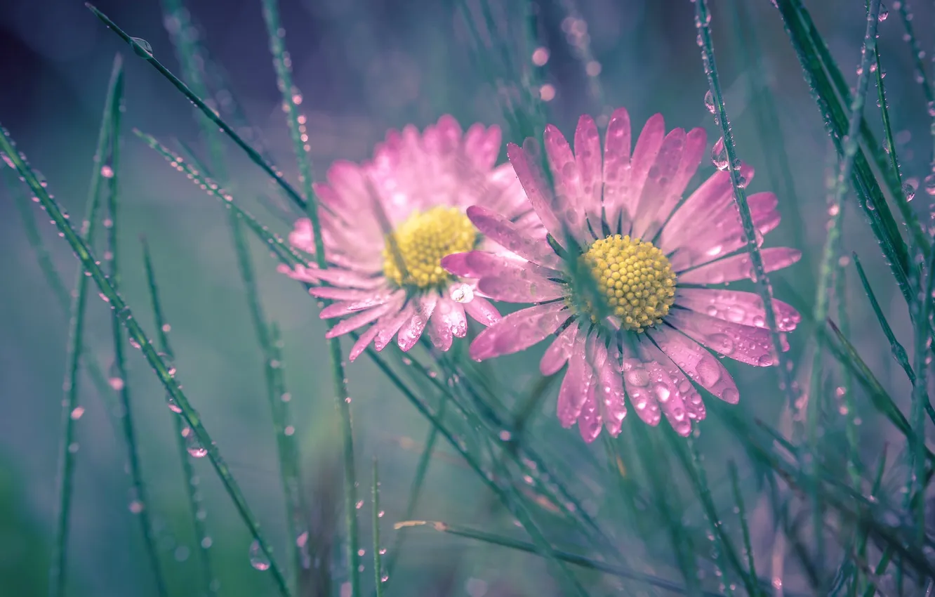 Photo wallpaper grass, drops, macro, Rosa, Duo, Daisy