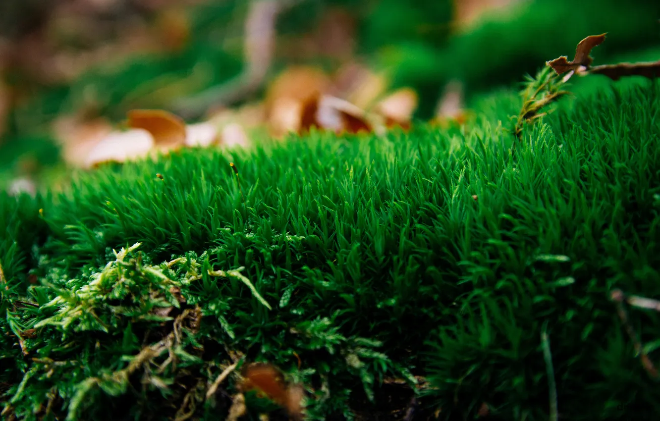 Photo wallpaper greens, grass, green