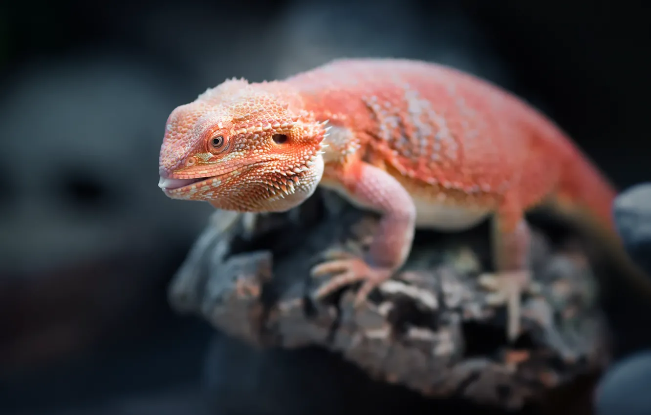 Photo wallpaper orange, reptile, Bearded Dragon