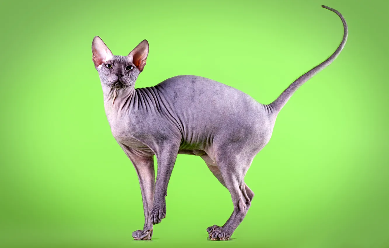 Photo wallpaper cat, cat, pose, grey, is, green background, Sphinx