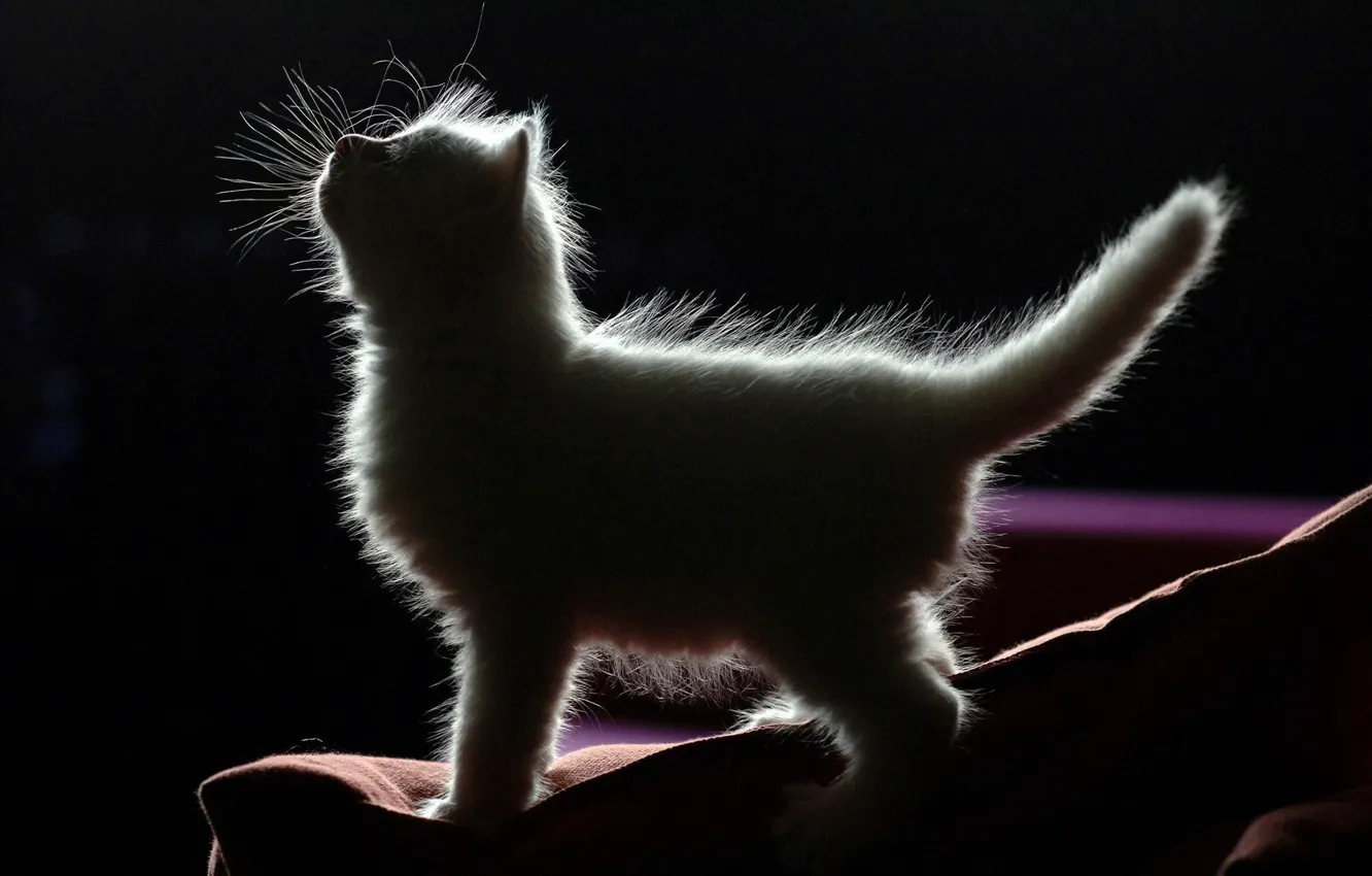 Photo wallpaper baby, kitty, black background