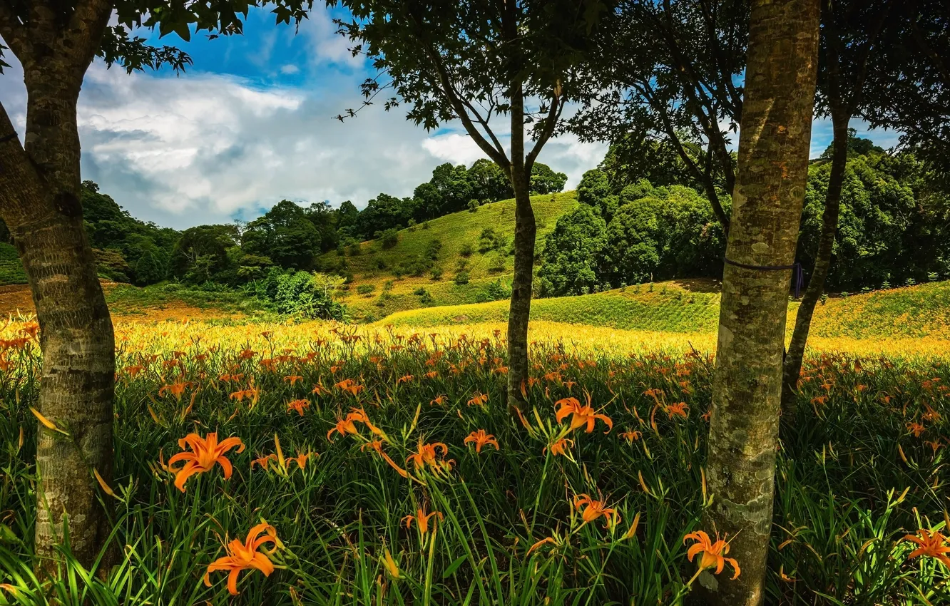 Photo wallpaper greens, field, summer, the sky, clouds, trees, flowers, orange