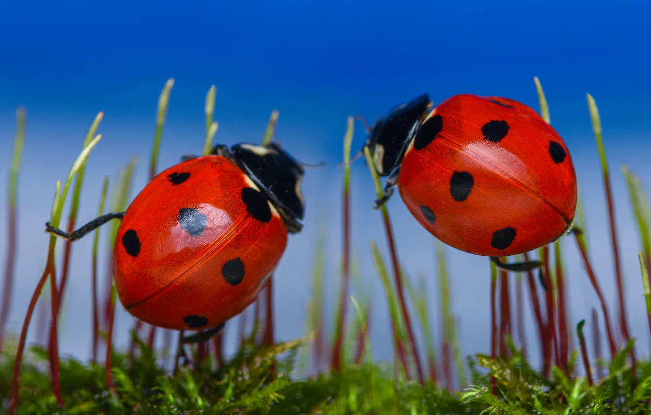 Photo wallpaper macro, red, blue, two, ladybug, moss, beetle, pair