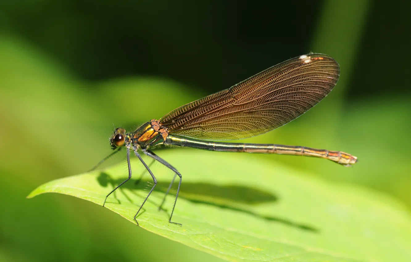 Photo wallpaper sheet, green, dragonfly, Insects