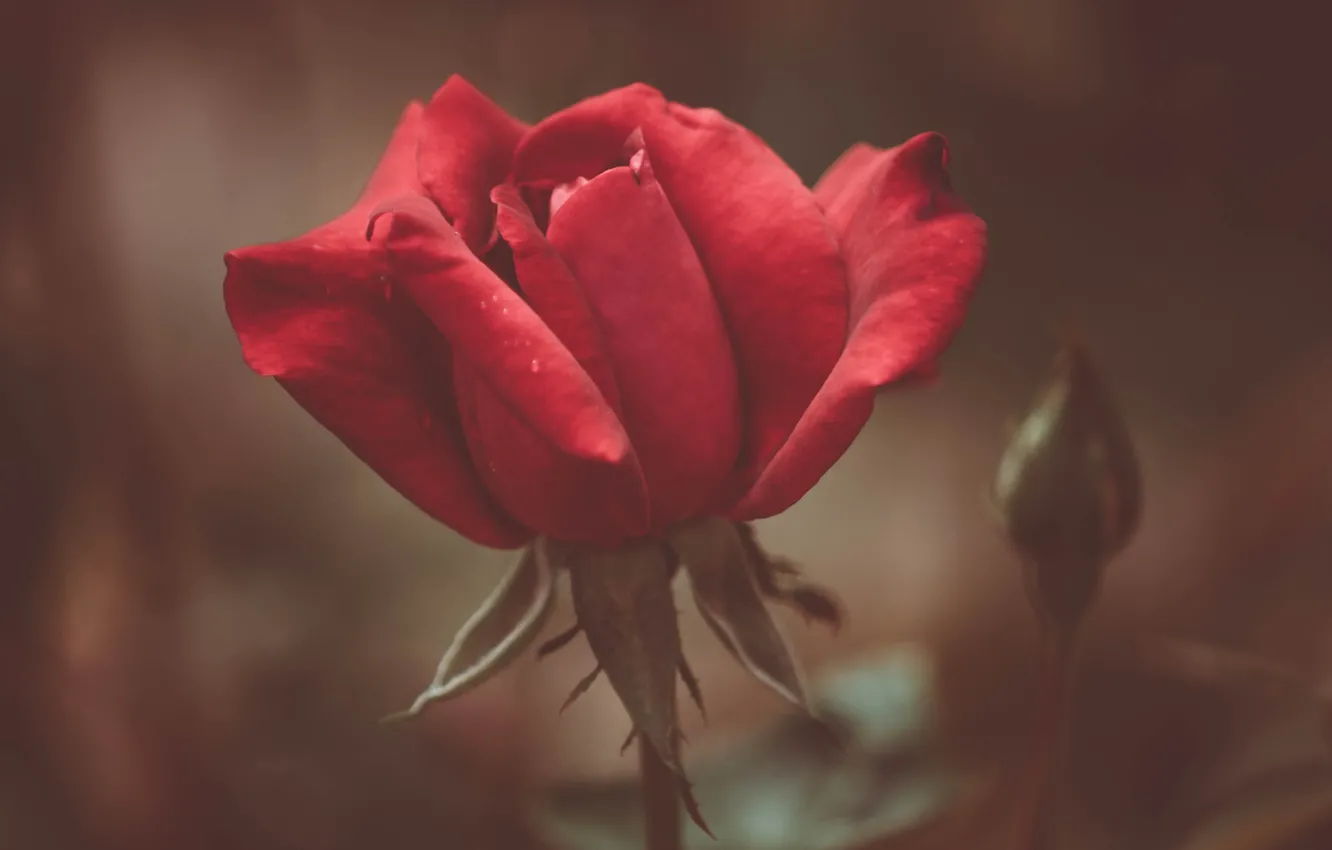 Photo wallpaper macro, flowers, roses, blur, Rose red, buds
