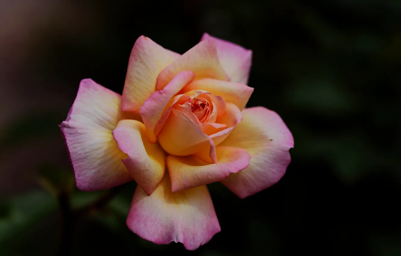 Photo wallpaper roses, blurred background, pink-yellow