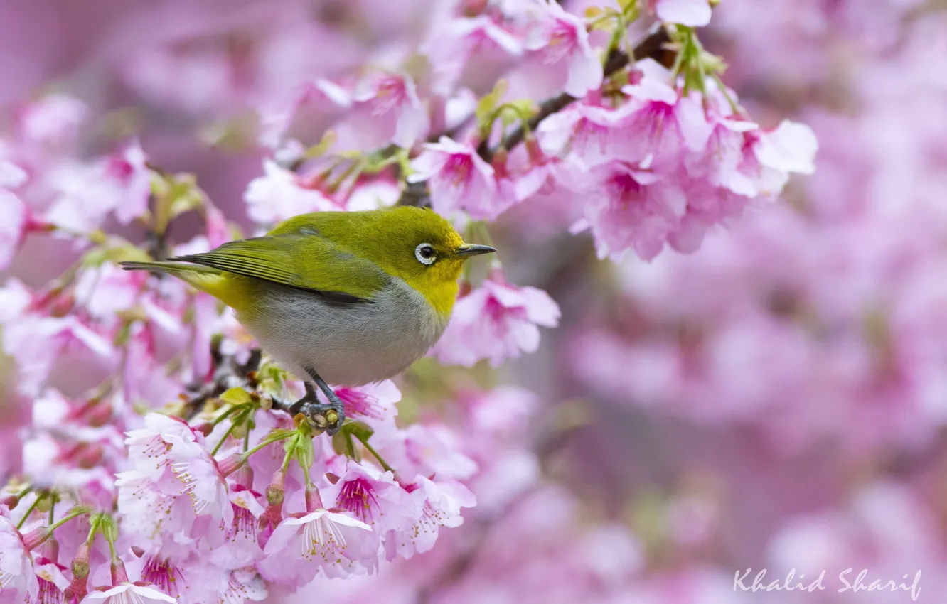 Photo wallpaper tree, Sakura, bird, white-eyed