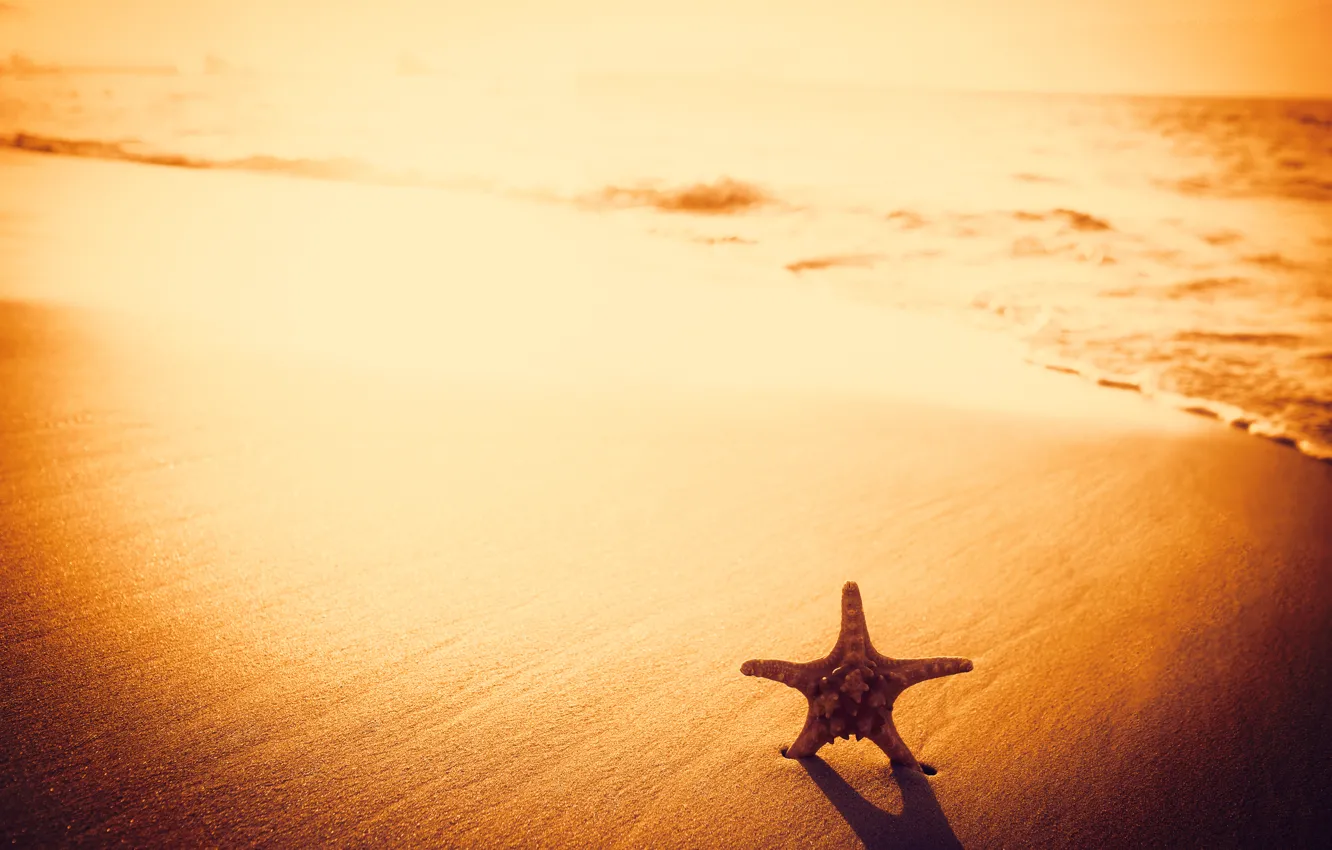 Photo wallpaper sand, beach, beach, sunset, sand, starfish