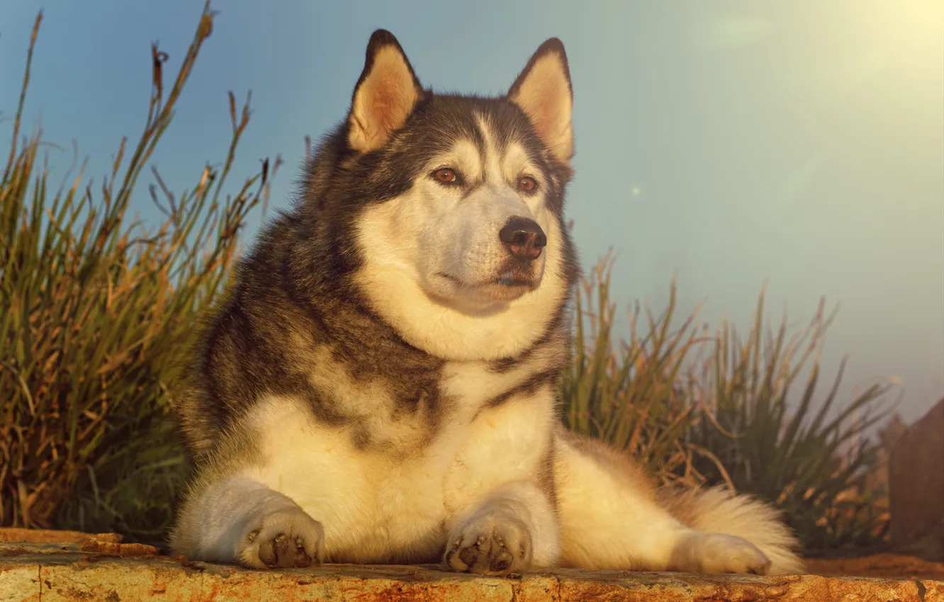 Photo wallpaper each, dog, husky