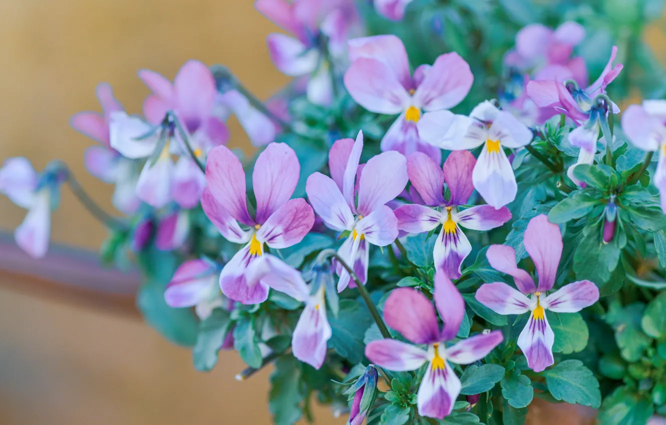 Photo wallpaper flowers, bouquet, pink, Pansy, lilac, viola, violet, bushes