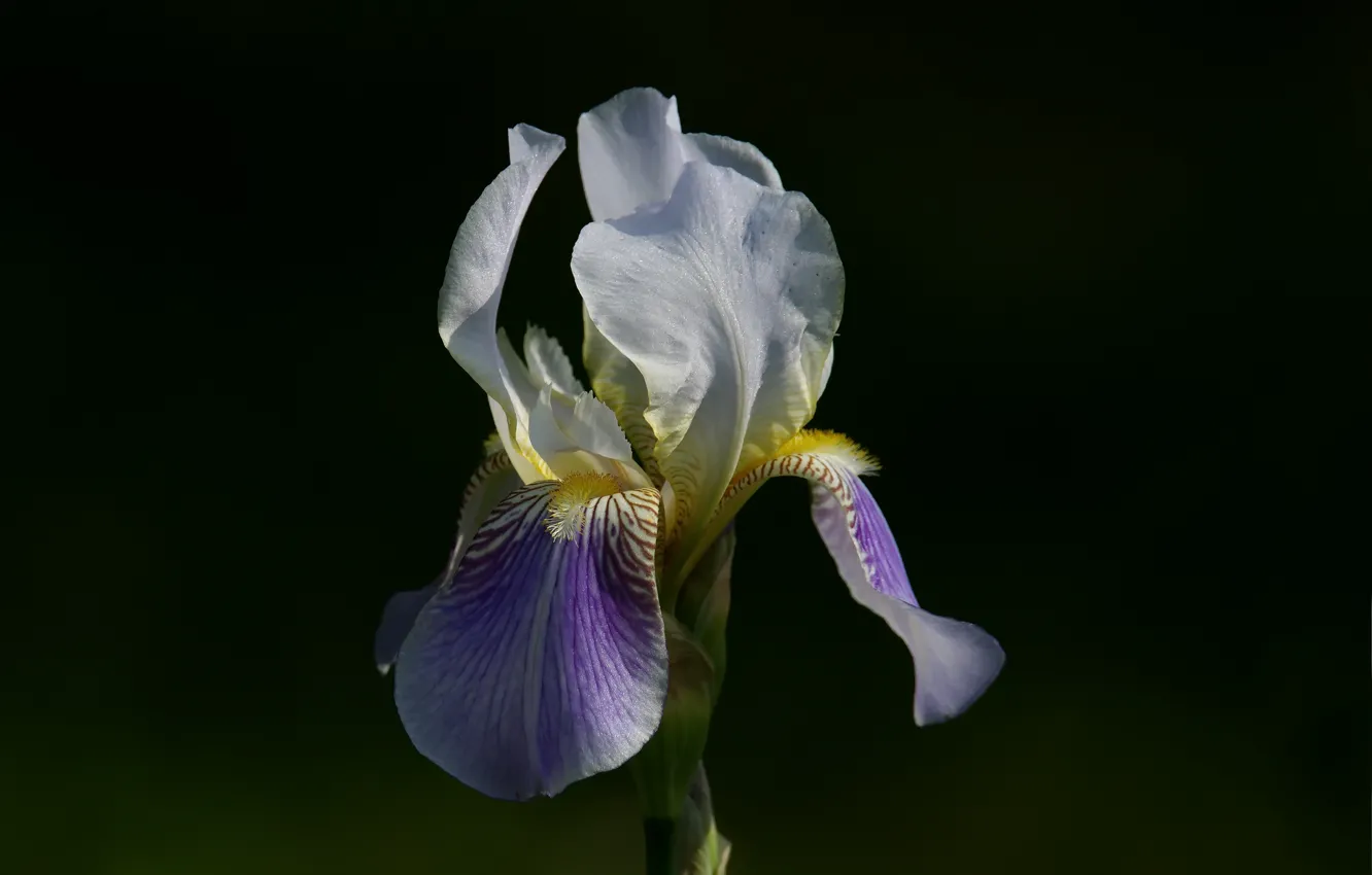 Photo wallpaper flowers, nature, background, iris