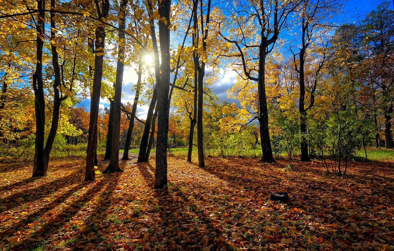 Photo wallpaper autumn, forest, leaves, the sun, trees, trunk